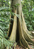 Brisbane City Botanic Gardens Playground