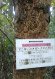 Tohoku University Botanical Gardens