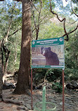 Talakona Waterfall