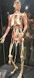 BODY WORLDS Amsterdam