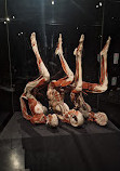 BODY WORLDS Amsterdam