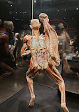 BODY WORLDS Amsterdam