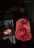 BODY WORLDS Amsterdam