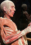 BODY WORLDS Amsterdam