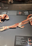 BODY WORLDS Amsterdam