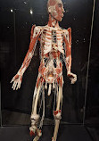 BODY WORLDS Amsterdam