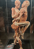 BODY WORLDS Amsterdam