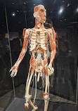 BODY WORLDS Amsterdam