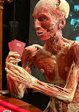 BODY WORLDS Amsterdam