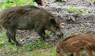 Wildschweingehege