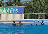 Dolphin Discovery Playa del Carmen