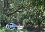 Singa Taman Safari