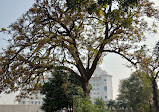 Dr Babasaheb Ambedkar Statue