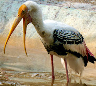 Nehru Zoological Park Hyderabad