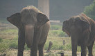 Nehru Zoological Park Hyderabad