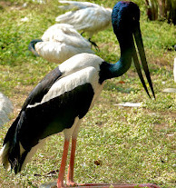 Nehru Zoological Park Hyderabad