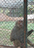 Nehru Zoological Park Hyderabad