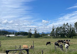 Little Qualicum Cheeseworks