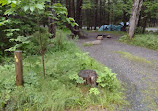 Blackwoods Campground