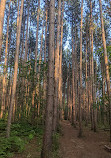 Cathedral of Trees