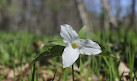 Strathroy Conservation Area