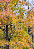 Mill Stream Conservation Area