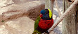 Lory Landing