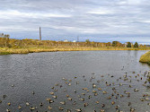 Fielding Bird Sanctuary