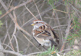 Fielding Bird Sanctuary