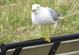 Fielding Bird Sanctuary