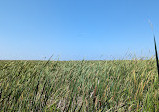 Marsh Board Walk