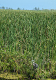 Marsh Board Walk