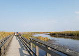 Marsh Board Walk