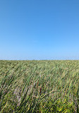 Marsh Board Walk