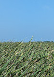 Marsh Board Walk