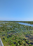 Marsh Board Walk