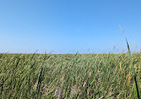 Marsh Board Walk