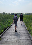 Marsh Board Walk