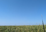 Marsh Board Walk