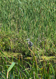 Marsh Board Walk