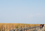 Marsh Board Walk