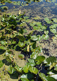 Marsh Board Walk