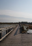 Marsh Board Walk