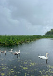 Marsh Board Walk