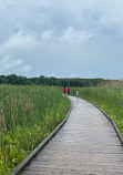 Marsh Board Walk