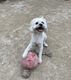 Carl Schurz Park Dog Runs