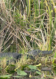 Everglades Safari Park