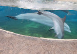 Dolphin Nursery