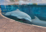 Dolphin Nursery