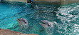 Dolphin Nursery